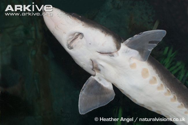 Acipenser sinensis Gray, 1835